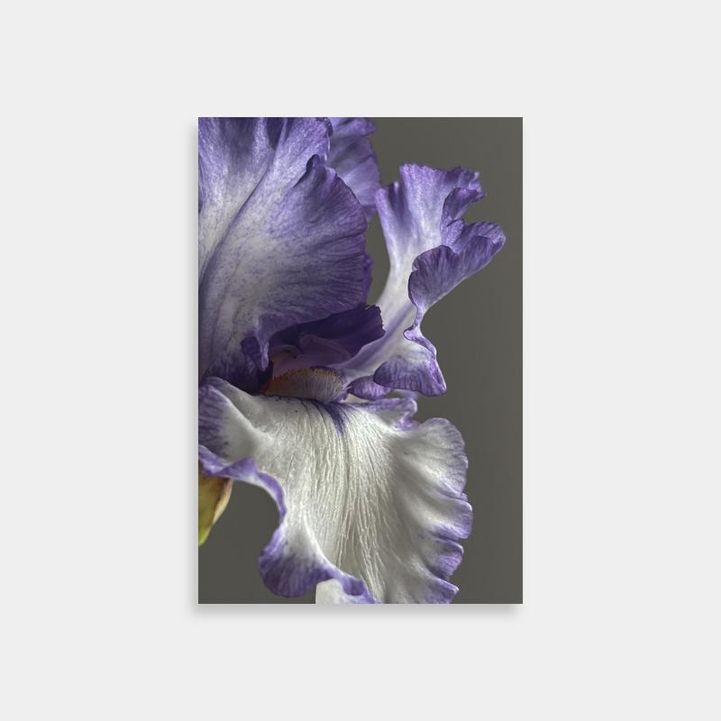 Iris Fire Force Minimalist Flower Print