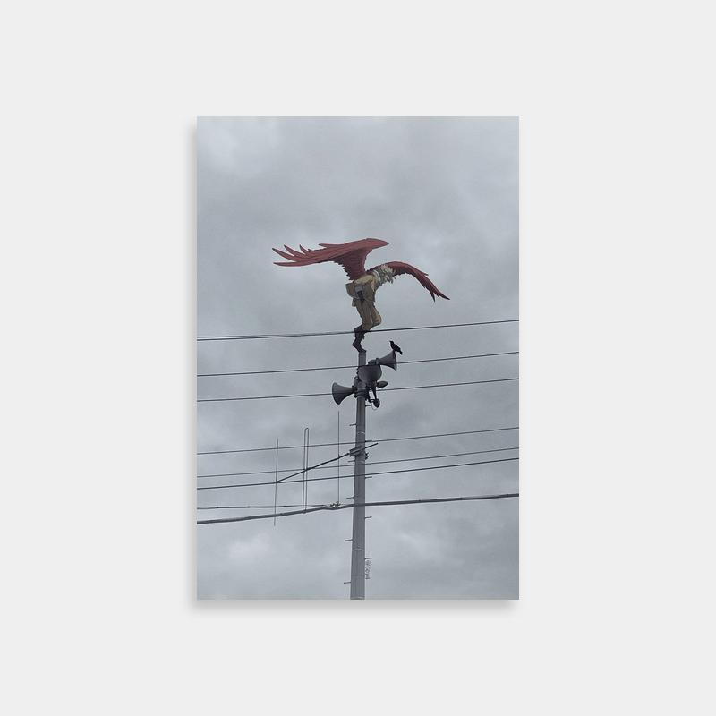 Hawks My Hero Academia Art - Red Bird on Street Light