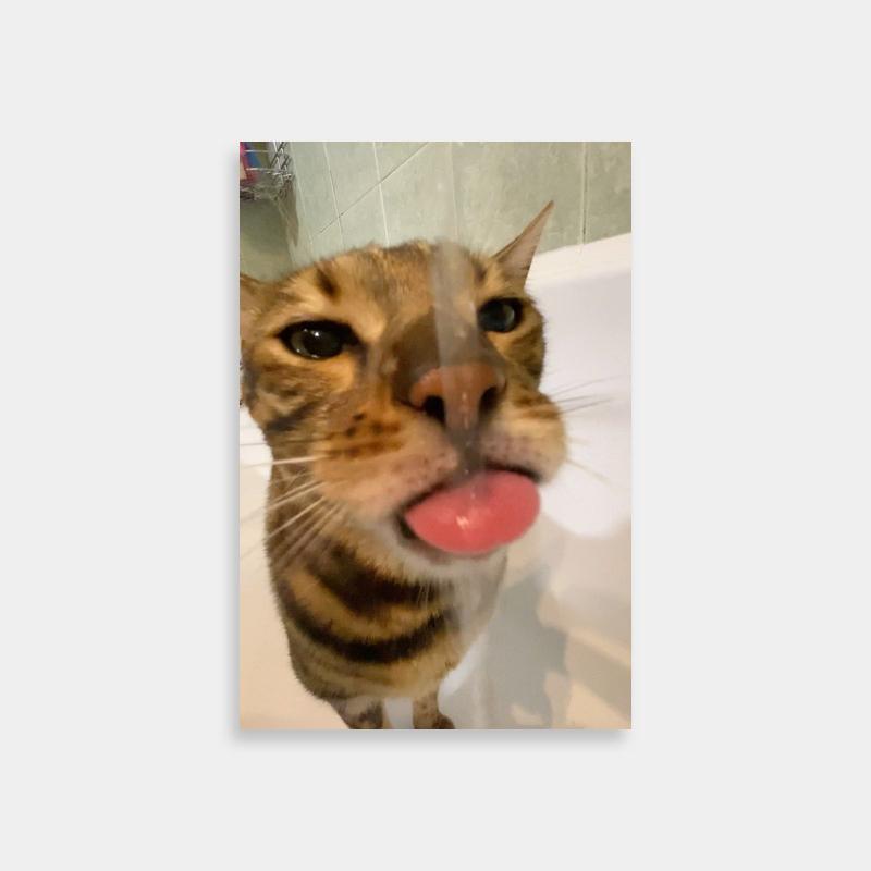 Samurai Champloo Fuu Poster - Playful Cat in Bathtub